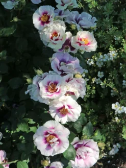 Beetrose 'SEE YOU ® In Purple' 19 Beetrose 'SEE YOU ® In Purple' -Deutschland Garten Funk Verkaufs-Shop beetrose see you in purple m113587 w 2