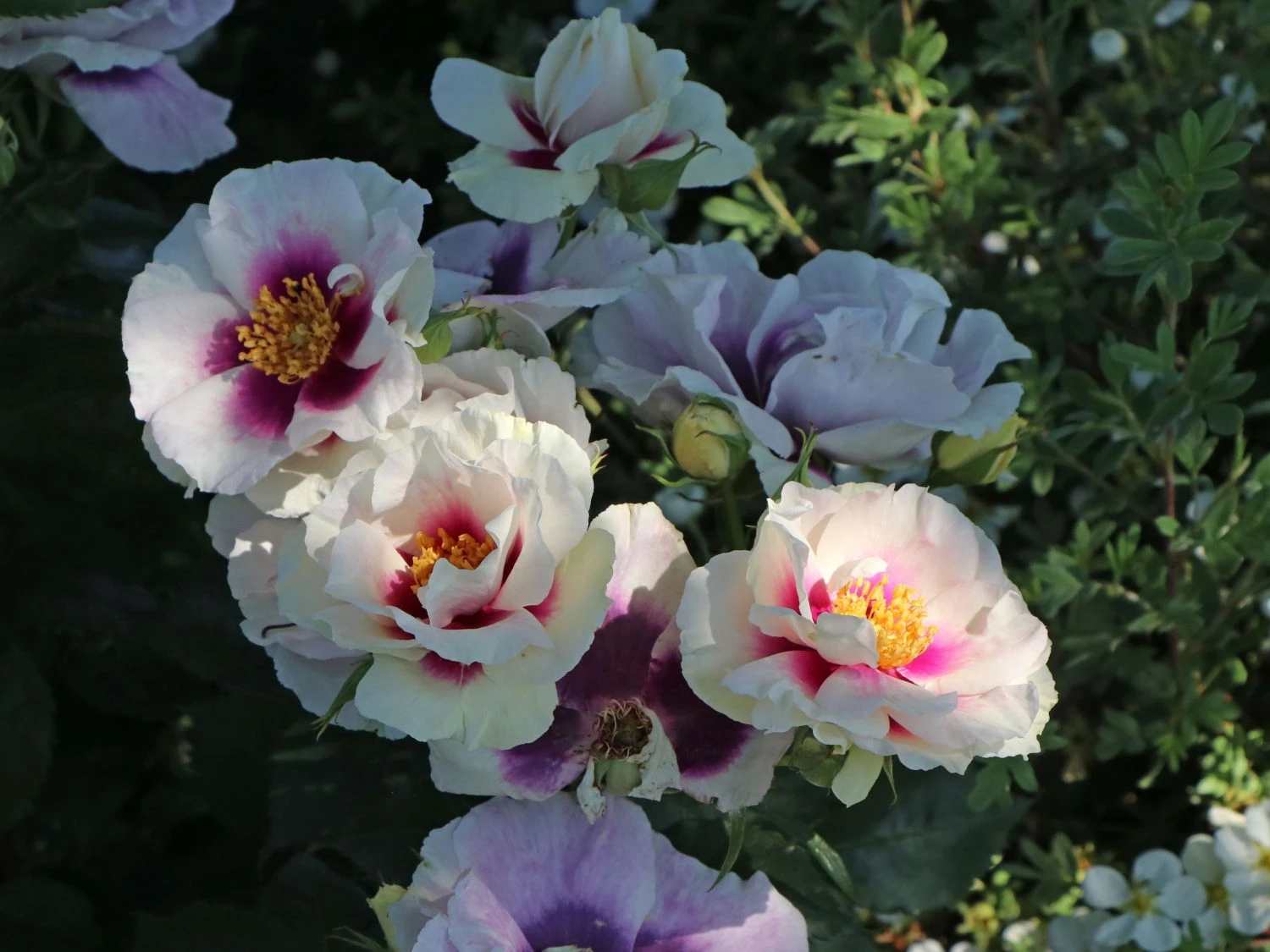 Beetrose 'SEE YOU ® In Purple' 2 Beetrose 'SEE YOU ® In Purple' – Bild 2