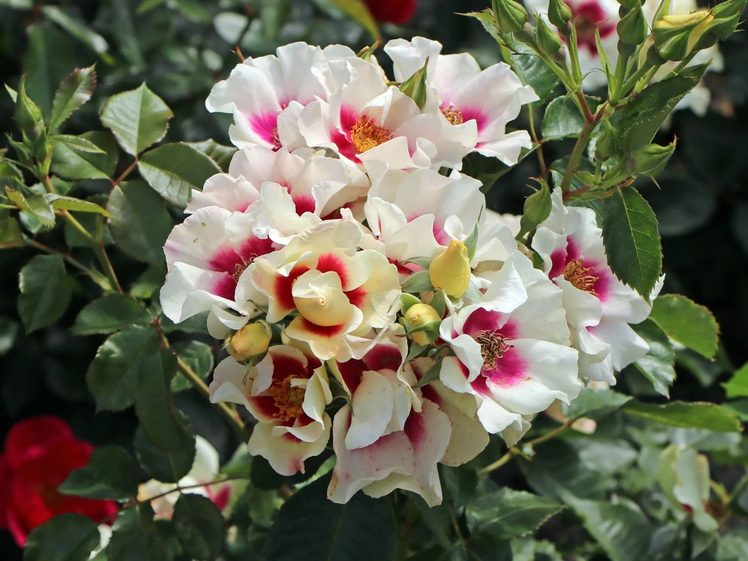 Beetrose 'SEE YOU ® In Purple' 6 Beetrose 'SEE YOU ® In Purple' – Bild 6