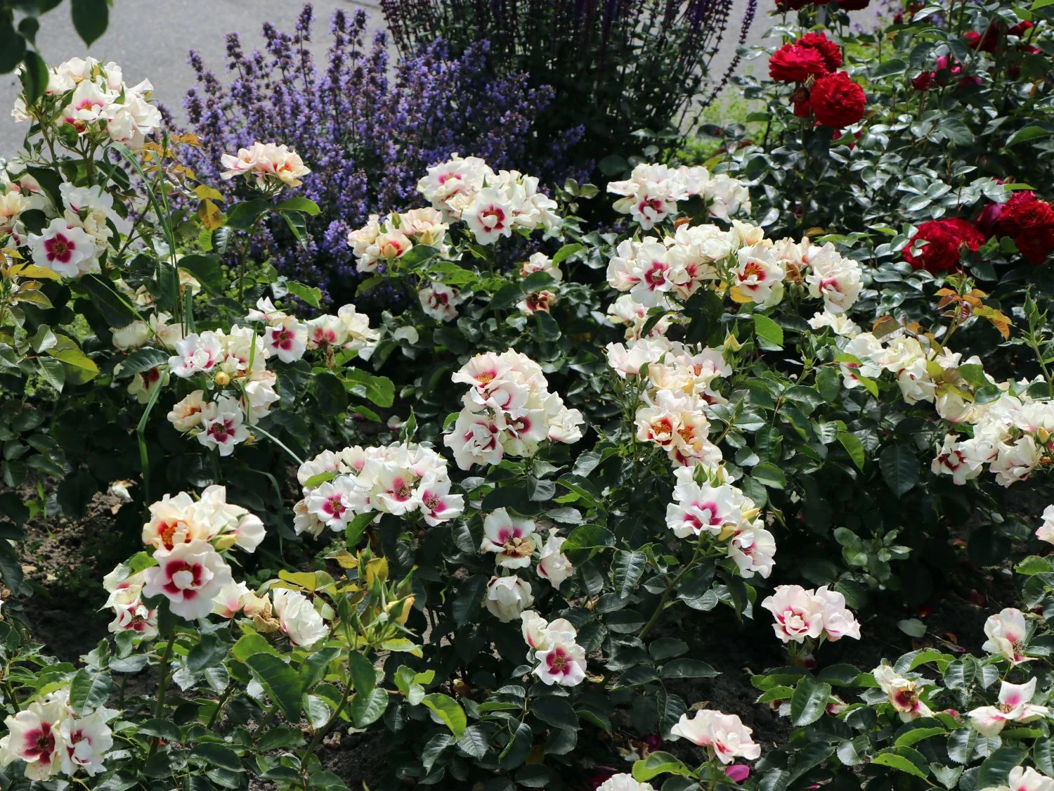 Beetrose 'SEE YOU ® In Purple' 5 Beetrose 'SEE YOU ® In Purple' – Bild 5