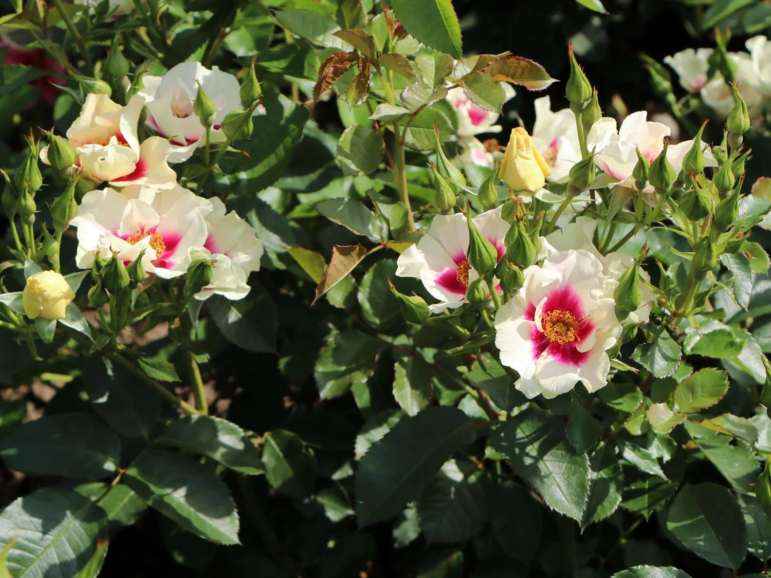 Beetrose 'SEE YOU ® In Purple' 3 Beetrose 'SEE YOU ® In Purple' – Bild 3