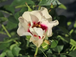 Beetrose 'SEE YOU ® In Purple' 16 Beetrose 'SEE YOU ® In Purple' -Deutschland Garten Funk Verkaufs-Shop beetrose see you in purple m113587 w 7