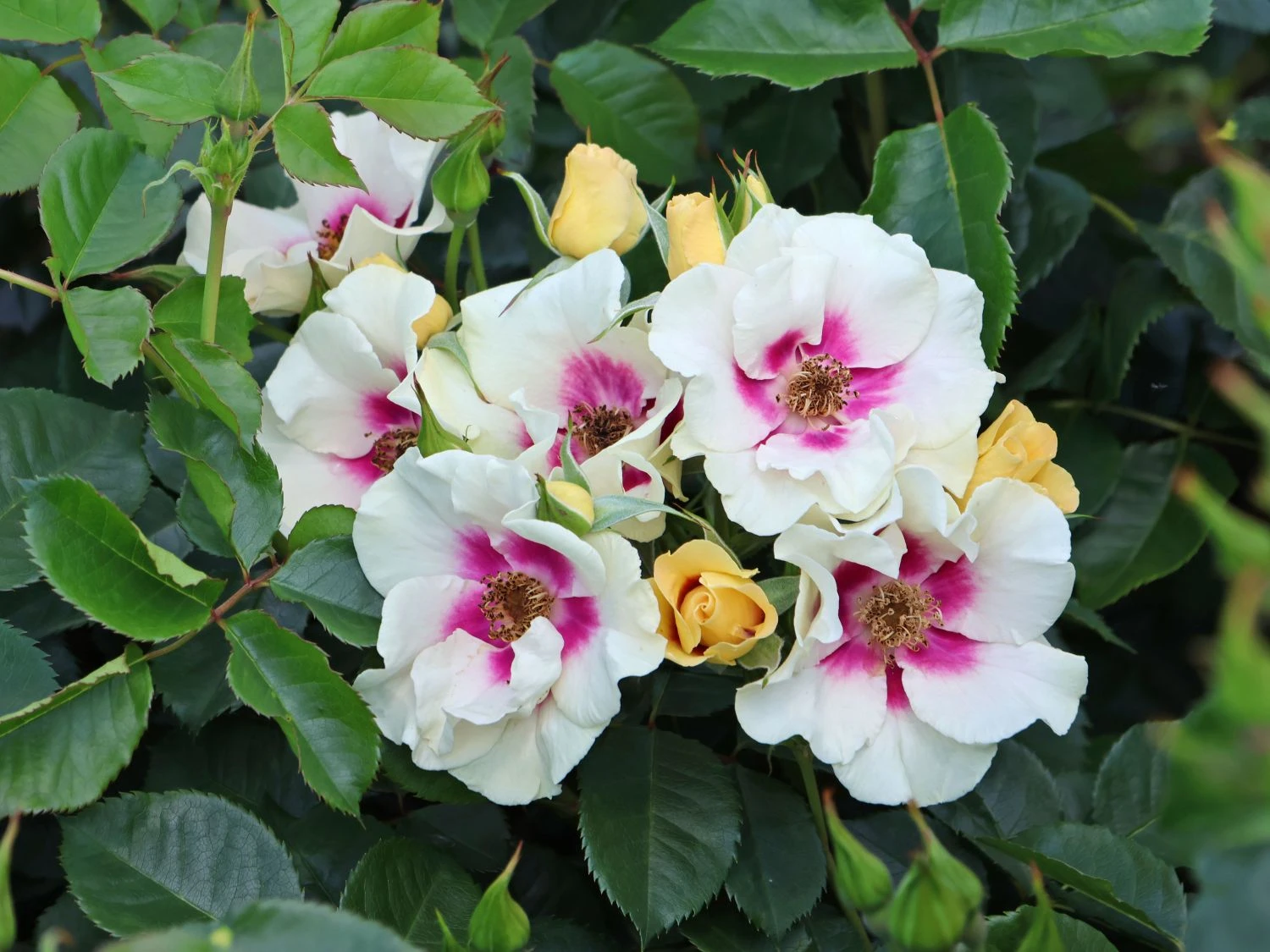 Beetrose 'SEE YOU ® In Purple' 4 Beetrose 'SEE YOU ® In Purple' – Bild 4