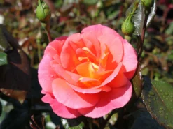 Beetrose 'Shanty' ®