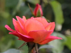 Beetrose 'Shanty' ® -Deutschland Garten Funk Verkaufs-Shop beetrose shanty m005750 w 0