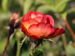 Beetrose 'Shanty' ® -Deutschland Garten Funk Verkaufs-Shop beetrose shanty m005750 w 2