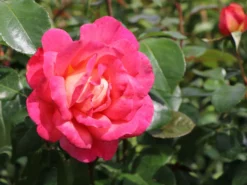 Beetrose 'Shanty' ® -Deutschland Garten Funk Verkaufs-Shop beetrose shanty m005750 w 3