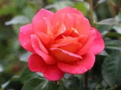 Beetrose 'Shanty' ® -Deutschland Garten Funk Verkaufs-Shop beetrose shanty m005750 w 5