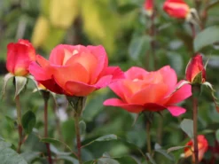 Beetrose 'Shanty' ® -Deutschland Garten Funk Verkaufs-Shop beetrose shanty m005750 w 6