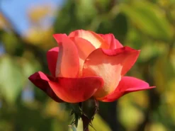 Beetrose 'Shanty' ® -Deutschland Garten Funk Verkaufs-Shop beetrose shanty m005750 w 8