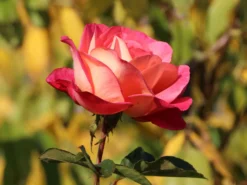 Beetrose 'Shanty' ® -Deutschland Garten Funk Verkaufs-Shop beetrose shanty m005750 w 9