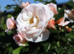 Beetrose 'Sirius' ®