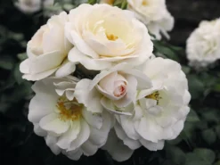 Beetrose 'Sirius' ® -Deutschland Garten Funk Verkaufs-Shop beetrose sirius m094440 w 1