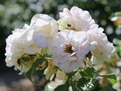 Beetrose 'Sirius' ® -Deutschland Garten Funk Verkaufs-Shop beetrose sirius m094440 w 10