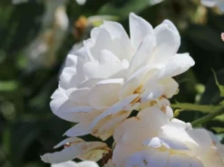 Beetrose 'Sirius' ® -Deutschland Garten Funk Verkaufs-Shop beetrose sirius m094440 w 11