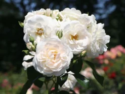 Beetrose 'Sirius' ® -Deutschland Garten Funk Verkaufs-Shop beetrose sirius m094440 w 2