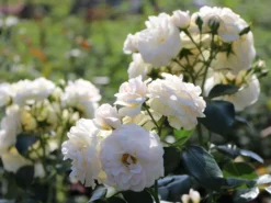 Beetrose 'Sirius' ® -Deutschland Garten Funk Verkaufs-Shop beetrose sirius m094440 w 3