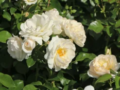 Beetrose 'Sirius' ® -Deutschland Garten Funk Verkaufs-Shop beetrose sirius m094440 w 4