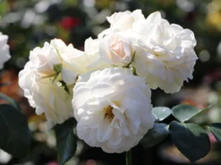 Beetrose 'Sirius' ® -Deutschland Garten Funk Verkaufs-Shop beetrose sirius m094440 w 5