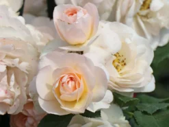 Beetrose 'Sirius' ® -Deutschland Garten Funk Verkaufs-Shop beetrose sirius m094440 w 7