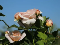 Beetrose 'Sirius' ® -Deutschland Garten Funk Verkaufs-Shop beetrose sirius m094440 w 8