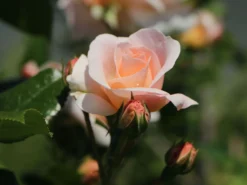 Beetrose 'Sirius' ® -Deutschland Garten Funk Verkaufs-Shop beetrose sirius m094440 w 9