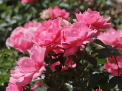 Beetrose 'Sommerwind' ®