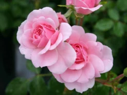 Beetrose 'Sommerwind' ® -Deutschland Garten Funk Verkaufs-Shop beetrose sommerwind m004454 w 1