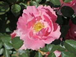 Beetrose 'Sommerwind' ® -Deutschland Garten Funk Verkaufs-Shop beetrose sommerwind m004454 w 2