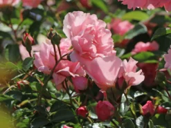 Beetrose 'Sommerwind' ® -Deutschland Garten Funk Verkaufs-Shop beetrose sommerwind m004454 w 4