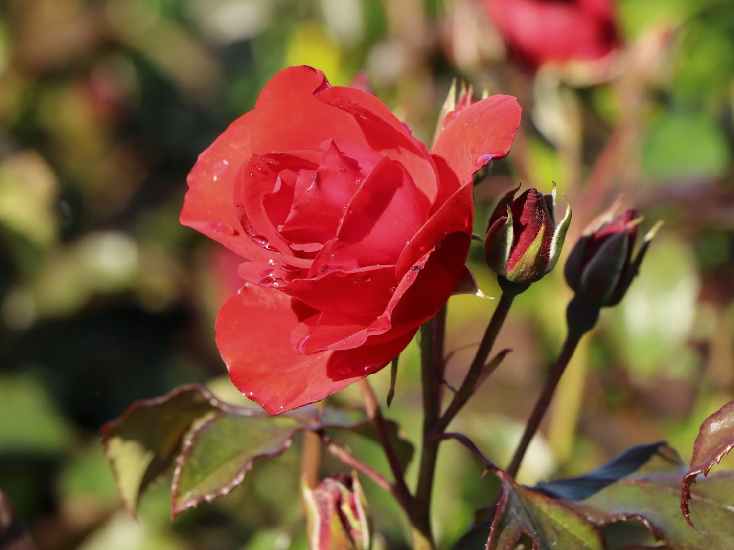 Beetrose 'Stadt Eltville' ® 1 Beetrose 'Stadt Eltville' ®