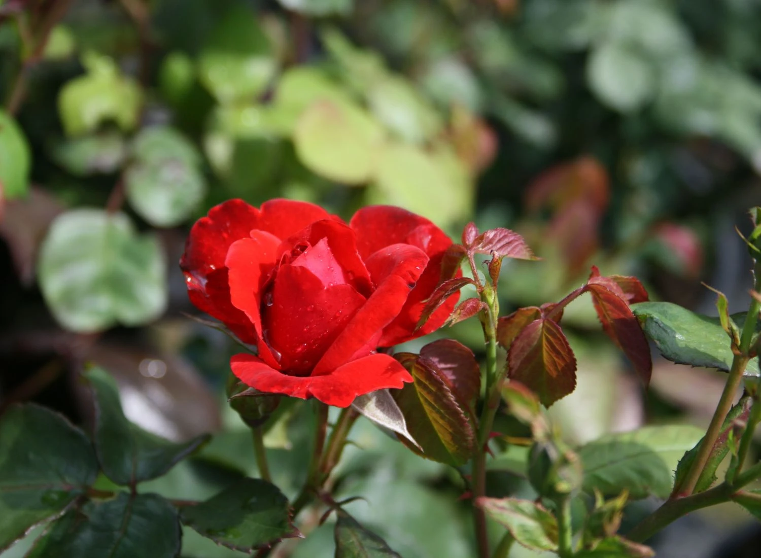 Beetrose 'Stadt Eltville' ® 3 Beetrose 'Stadt Eltville' ® – Bild 3