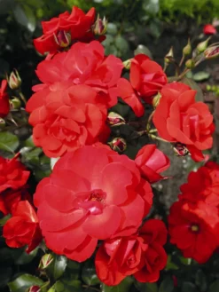 Beetrose 'Stadt Eltville' ® 10 Beetrose 'Stadt Eltville' ® -Deutschland Garten Funk Verkaufs-Shop beetrose stadt eltville m005746 w 1