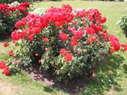 Beetrose 'Stadt Eltville' ® 13 Beetrose 'Stadt Eltville' ® -Deutschland Garten Funk Verkaufs-Shop beetrose stadt eltville m005746 w 2