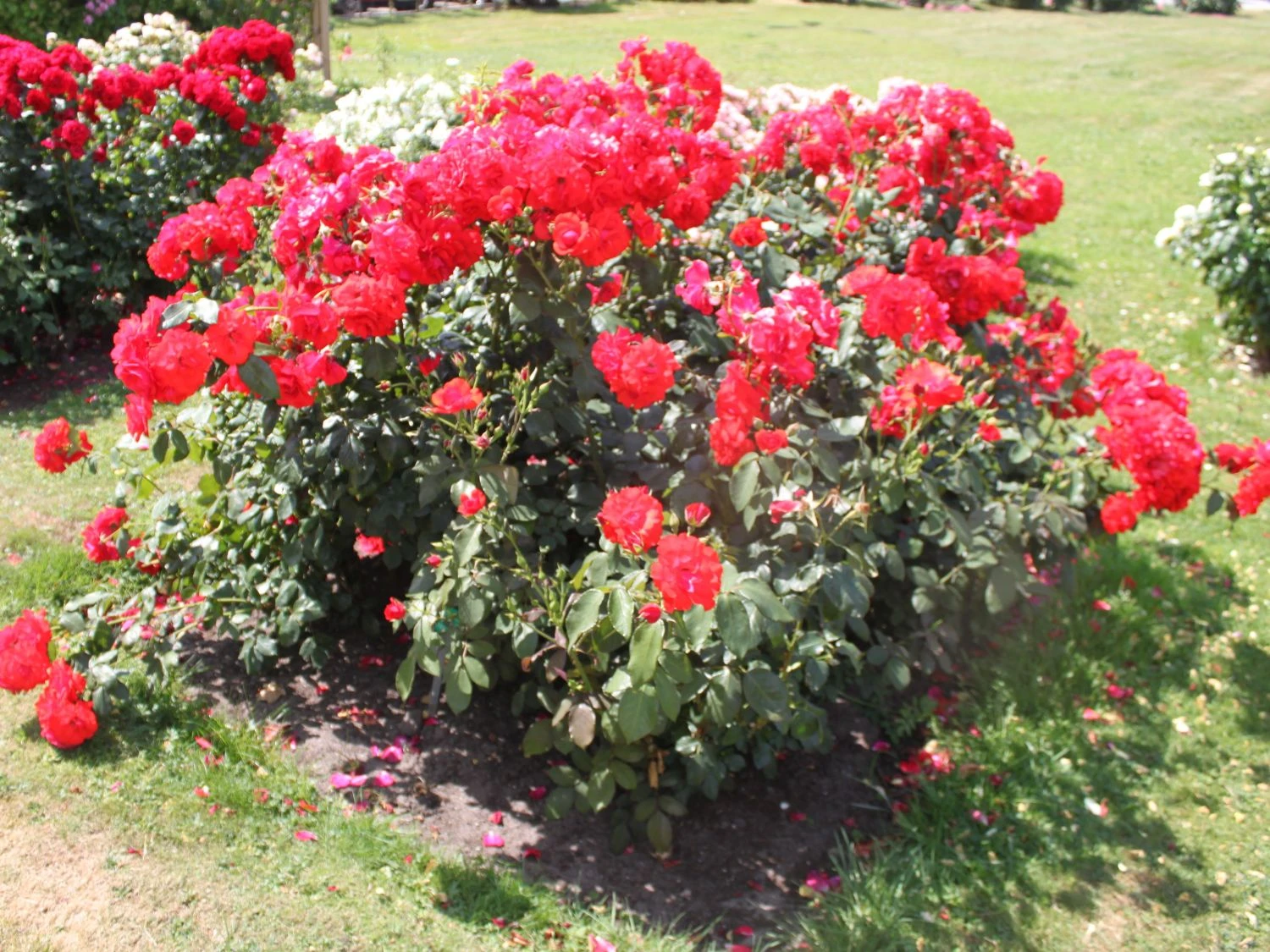 Beetrose 'Stadt Eltville' ® 5 Beetrose 'Stadt Eltville' ® – Bild 5