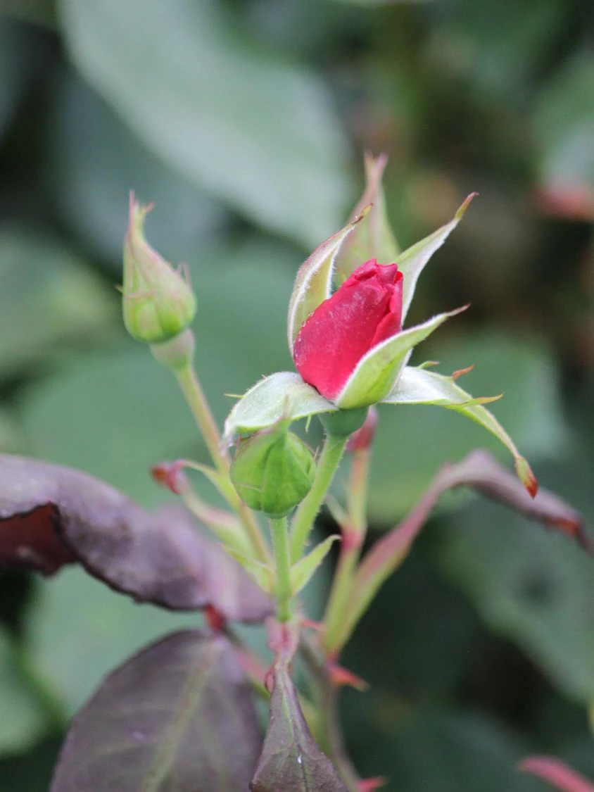 Beetrose 'Stadt Eltville' ® 7 Beetrose 'Stadt Eltville' ® – Bild 7