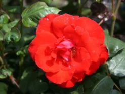 Beetrose 'Stadt Eltville' ® 16 Beetrose 'Stadt Eltville' ® -Deutschland Garten Funk Verkaufs-Shop beetrose stadt eltville m005746 w 4