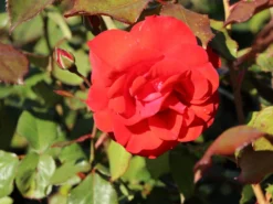 Beetrose 'Stadt Eltville' ® 14 Beetrose 'Stadt Eltville' ® -Deutschland Garten Funk Verkaufs-Shop beetrose stadt eltville m005746 w 5