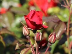 Beetrose 'Stadt Eltville' ® 12 Beetrose 'Stadt Eltville' ® -Deutschland Garten Funk Verkaufs-Shop beetrose stadt eltville m005746 w 6