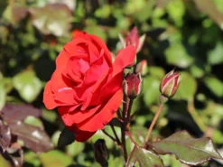 Beetrose 'Stadt Eltville' ® 17 Beetrose 'Stadt Eltville' ® -Deutschland Garten Funk Verkaufs-Shop beetrose stadt eltville m005746 w 7