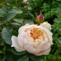 Beetrose 'Stephanie Baronin Zu Guttenberg' -Deutschland Garten Funk Verkaufs-Shop beetrose stephanie baronin zu guttenberg m056060 660854 0