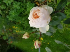 Beetrose 'Stephanie Baronin Zu Guttenberg' -Deutschland Garten Funk Verkaufs-Shop beetrose stephanie baronin zu guttenberg m056060 660854 1