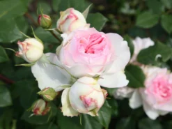 Beetrose 'Stephanie Baronin Zu Guttenberg' -Deutschland Garten Funk Verkaufs-Shop beetrose stephanie baronin zu guttenberg m056060 w 1