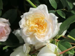 Beetrose 'Stephanie Baronin Zu Guttenberg' -Deutschland Garten Funk Verkaufs-Shop beetrose stephanie baronin zu guttenberg m056060 w 10