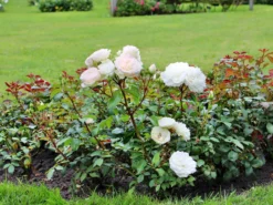 Beetrose 'Stephanie Baronin Zu Guttenberg' -Deutschland Garten Funk Verkaufs-Shop beetrose stephanie baronin zu guttenberg m056060 w 2