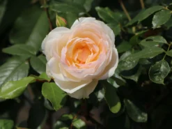 Beetrose 'Stephanie Baronin Zu Guttenberg' -Deutschland Garten Funk Verkaufs-Shop beetrose stephanie baronin zu guttenberg m056060 w 3