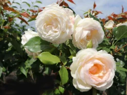 Beetrose 'Stephanie Baronin Zu Guttenberg' -Deutschland Garten Funk Verkaufs-Shop beetrose stephanie baronin zu guttenberg m056060 w 4