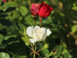 Beetrose 'Stephanie Baronin Zu Guttenberg' -Deutschland Garten Funk Verkaufs-Shop beetrose stephanie baronin zu guttenberg m056060 w 5