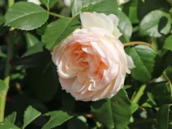 Beetrose 'Stephanie Baronin Zu Guttenberg' -Deutschland Garten Funk Verkaufs-Shop beetrose stephanie baronin zu guttenberg m056060 w 6