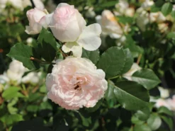 Beetrose 'Stephanie Baronin Zu Guttenberg' -Deutschland Garten Funk Verkaufs-Shop beetrose stephanie baronin zu guttenberg m056060 w 7